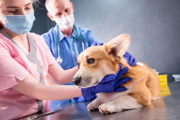 Veterinární lékař tým obvazuje tlapu nemocného psa Corgi — Stock fotografie