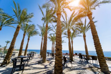 Deniz kıyısında, mavi gökyüzüne karşı uzanan uzun palmiyeler.