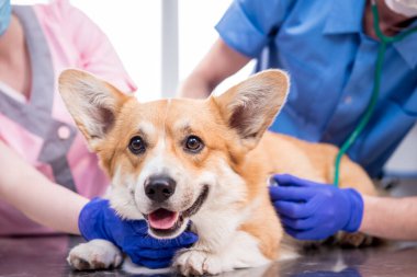 Veterinerlerden oluşan bir ekip, hasta bir Corgi köpeğini stetoskop kullanarak inceliyor.