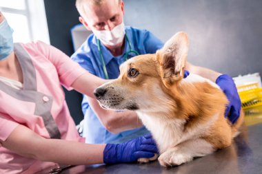 Veteriner takımı hasta bir Corgi köpeğinin patisini bandajlıyor.