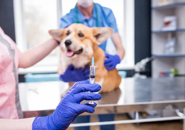 Tým veterinárního lékaře, který podává vakcínu psovi Corgimu — Stock fotografie