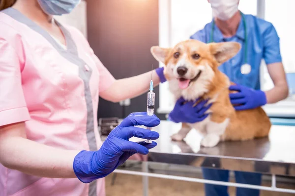 A vakcinát a Corgi kutyának beadó állatorvosi csapat — Stock Fotó