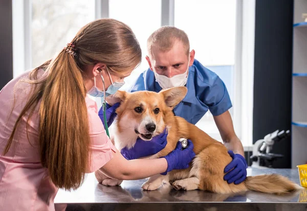 Een team van dierenartsen onderzoekt een zieke Corgi hond met behulp van een stethoscoop — Stockfoto