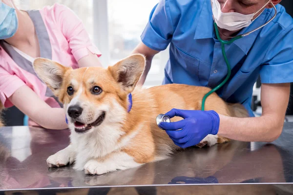 Tým veterinárních lékařů zkoumá nemocného psa Corgi pomocí stetoskopu — Stock fotografie