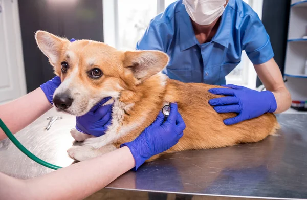 A team of veterinarians examines a sick Corgi dog using an stethoscope