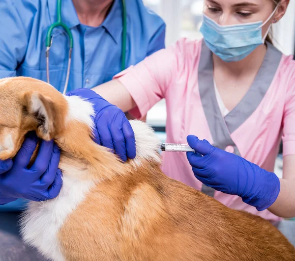 Veterinair team geeft het vaccin aan de Corgi hond — Stockfoto