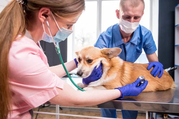 獣医師のチームは聴診器を使って病気のコーギー犬を検査します — ストック写真
