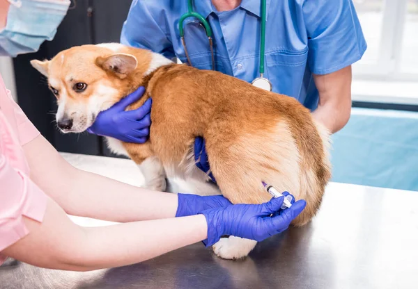 Veterinarian team giving the vaccine to the Corgi dog