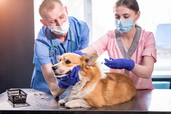 Eläinlääkärien ryhmä antaa rokotteen Corgi koiralle — kuvapankkivalokuva