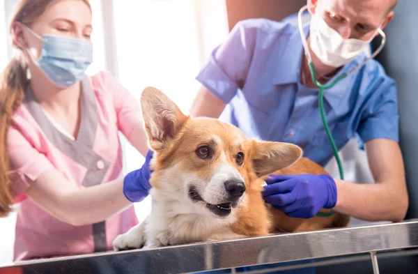 Tým veterinárních lékařů zkoumá nemocného psa Corgi pomocí stetoskopu — Stock fotografie