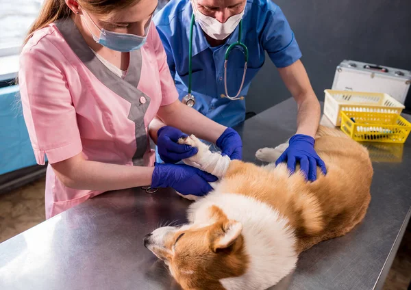 Veterinair team verbindt de poot van een zieke Corgi hond — Stockfoto