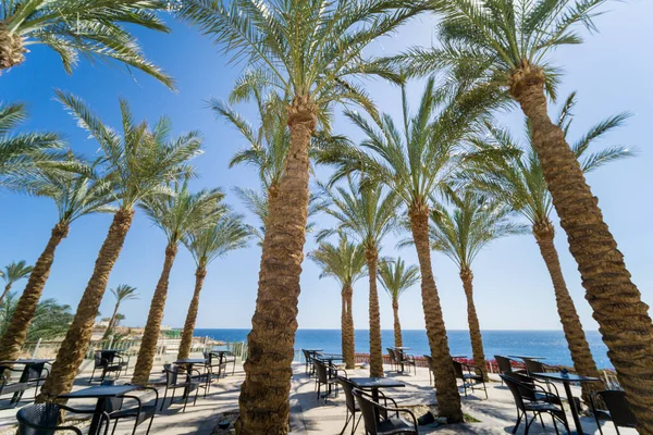 Deniz kıyısında, mavi gökyüzüne karşı uzanan uzun palmiyeler. — Stok fotoğraf