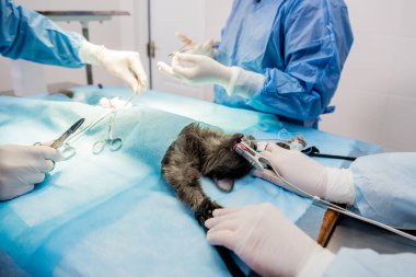 Veteriner cerrahlar ameliyathanede kedi kısırlaştırıyorlar.