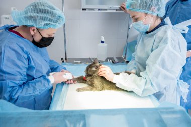 Veteriner cerrahı kediyi kısırlaştırma ameliyatı için hazırlıyor..