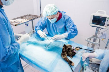 Veteriner cerrahlar ameliyathanede kedi kısırlaştırıyorlar.