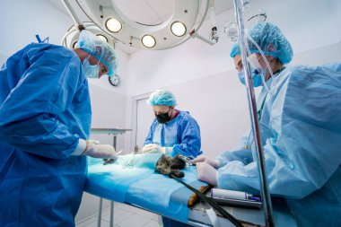 Veteriner cerrahlar ameliyathanede kedi kısırlaştırıyorlar.