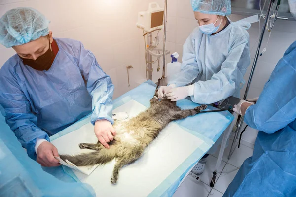 Veterinário está preparando gato para cirurgia de castração. — Fotografia de Stock