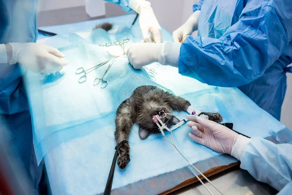Cirurgiões veterinários na sala de cirurgia fazendo castração de gatos — Fotografia de Stock