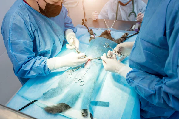 Veterinární lékaři na operačním sále, kteří kastrují kočky — Stock fotografie