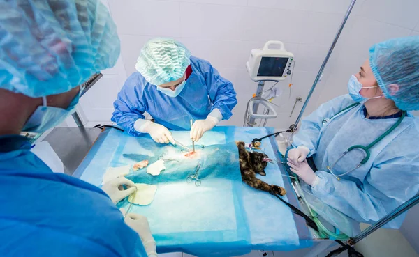 Ветеринарные хирурги в операционной кастрируют кошек — стоковое фото