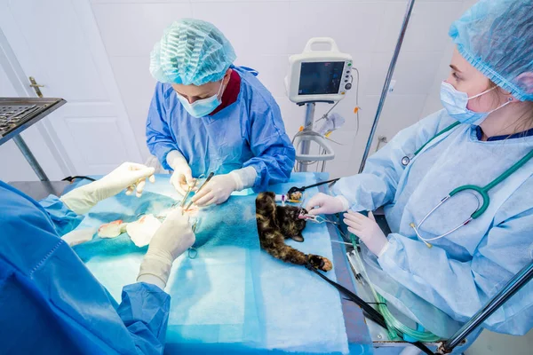 Veterinarian surgeons in operating room doing cat neutering — Stock Photo, Image