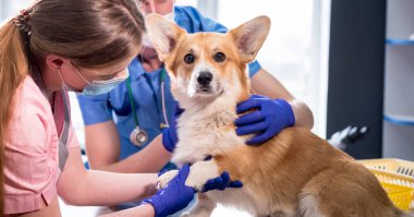 Veteriner takımı hasta bir Corgi köpeğinin patilerini inceliyor.