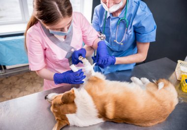 Veteriner takımı hasta bir Corgi köpeğinin patisini bandajlıyor.
