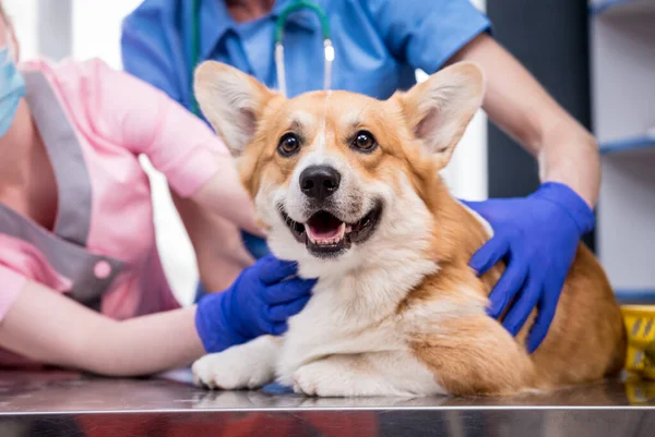 Veterinair team onderzoekt tanden en mond van een zieke Corgi hond — Stockfoto