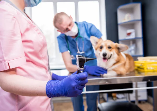 Une équipe de vétérinaires examine les oreilles d'un chien Corgi malade à l'aide d'un otoscope — Photo