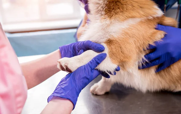 Veterinair team onderzoekt de poten van een zieke Corgi hond — Stockfoto