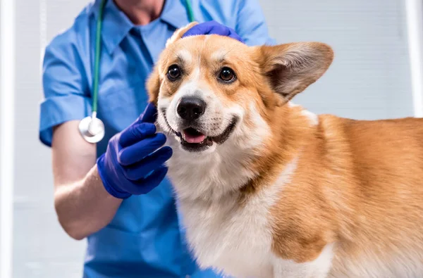 Dierenarts onderzoekt de oren van een zieke Corgi hond — Stockfoto