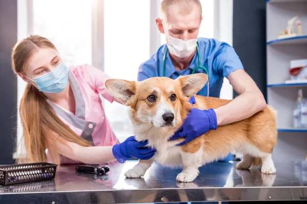 Veterinair team onderzoekt een zieke Corgi hond — Stockfoto