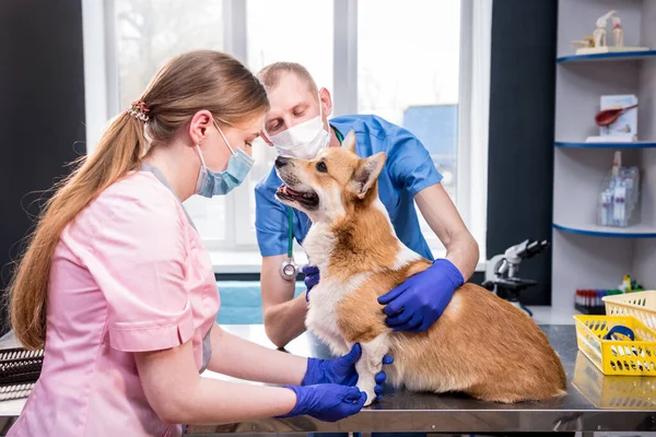 Equipe veterinária examina as patas de um cão Corgi doente — Fotografia de Stock