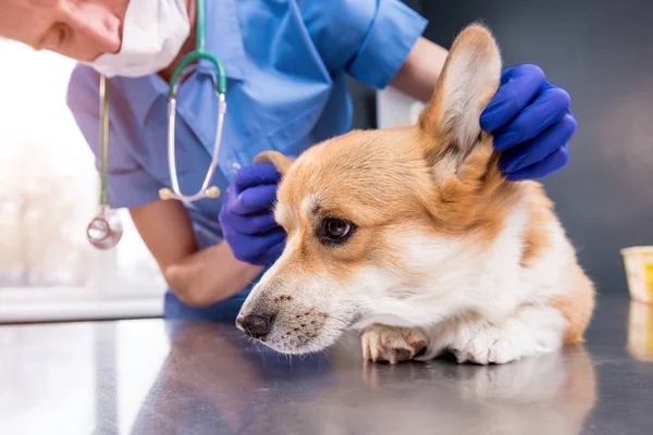 Un vétérinaire examine les oreilles d'un chien Corgi malade — Photo