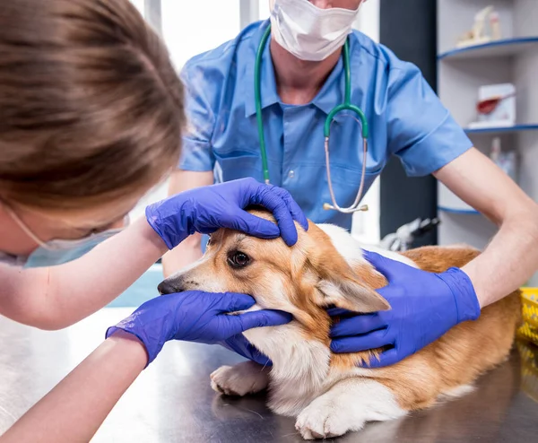 Veterinární lékař tým zkoumá oči nemocného psa Corgi — Stock fotografie