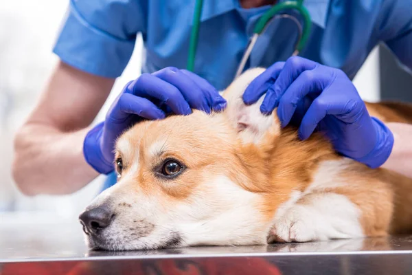 Veterinarian examines the ears of a sick Corgi dog