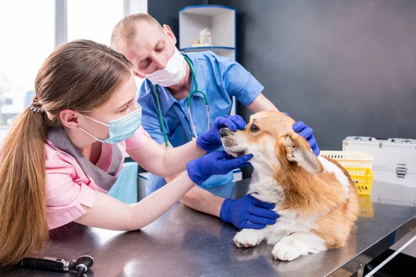 Zespół weterynaryjny badający zęby i usta chorego psa Corgi — Zdjęcie stockowe