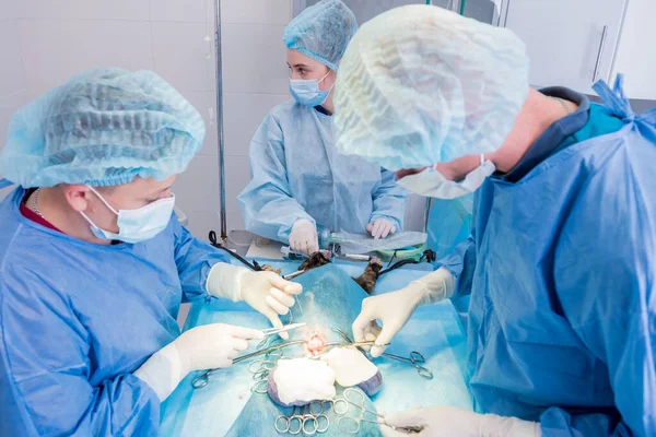 Cirurgiões veterinários na sala de cirurgia fazendo castração de gatos — Fotografia de Stock