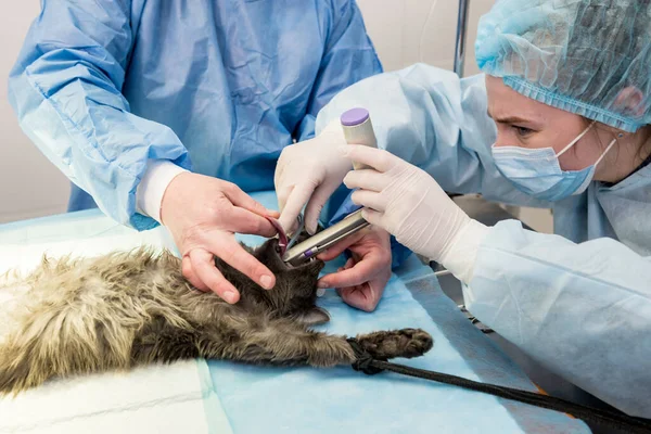 Veterinário está preparando gato para cirurgia de castração. — Fotografia de Stock