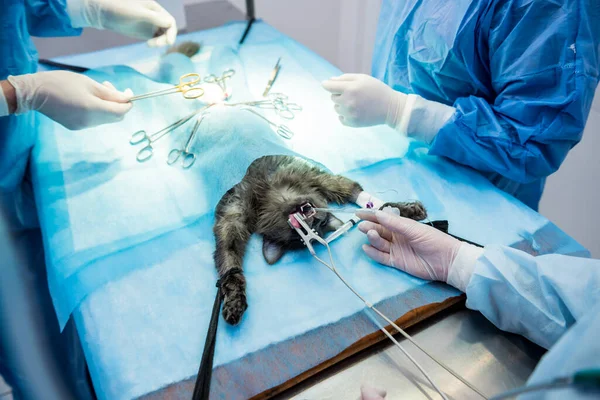 Cirurgiões veterinários na sala de cirurgia fazendo castração de gatos — Fotografia de Stock