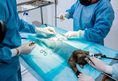 Veteriner cerrahlar ameliyathanede kedi kısırlaştırıyorlar.