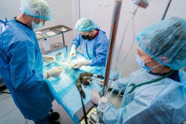 Veteriner cerrahlar ameliyathanede kedi kısırlaştırıyorlar.