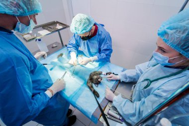 Veteriner cerrahlar ameliyathanede kedi kısırlaştırıyorlar.