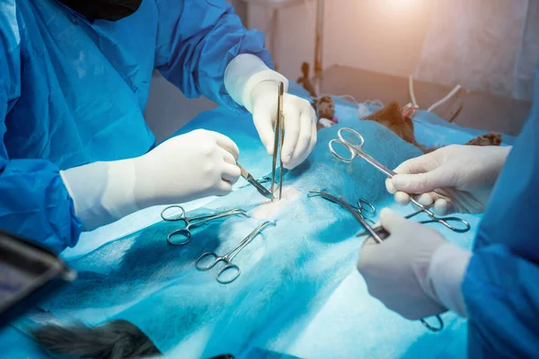 Cirurgiões veterinários na sala de cirurgia fazendo castração de gatos — Fotografia de Stock