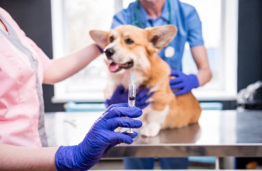 Veteriner ekibi aşıyı Corgi köpeğine veriyor.