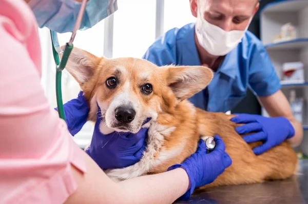 Ryhmä eläinlääkäreitä tutkii sairaan corgi-koiran stetoskoopilla. — kuvapankkivalokuva