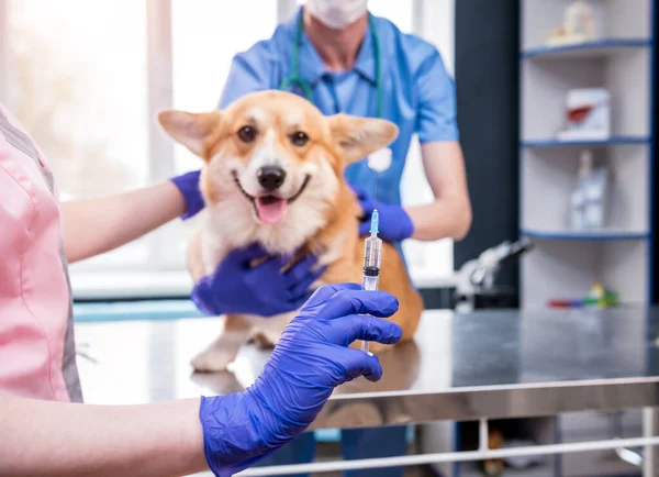 Veterinärteam som ger vaccinet till hunden Corgi — Stockfoto
