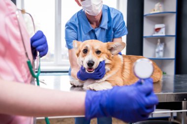 Veterinerlerden oluşan bir ekip, hasta bir Corgi köpeğini stetoskop kullanarak inceliyor.