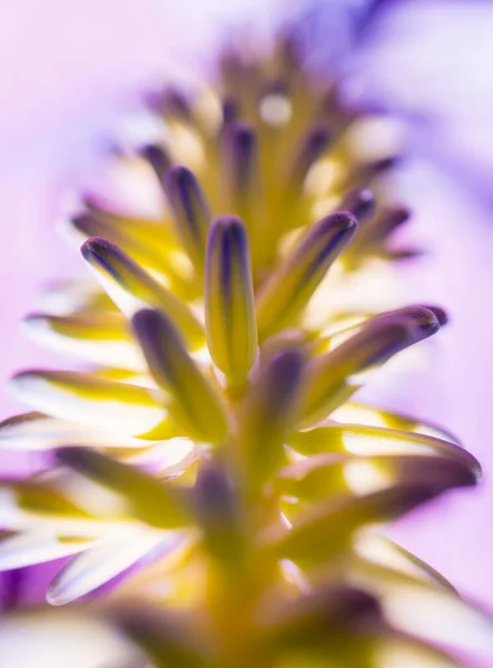 Fleurs hautes sur le buisson dans le jardin — Photo