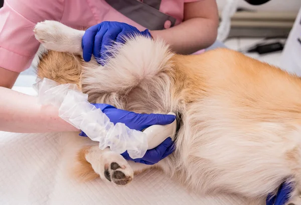 Veterinární lékař tým vyšetřuje psa Corgi pomocí ultrazvuku — Stock fotografie